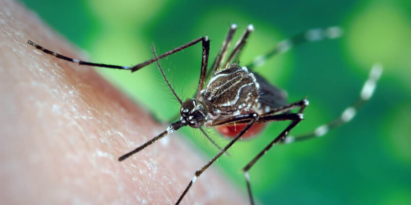 Rimedi naturali per morsi di zanzare
